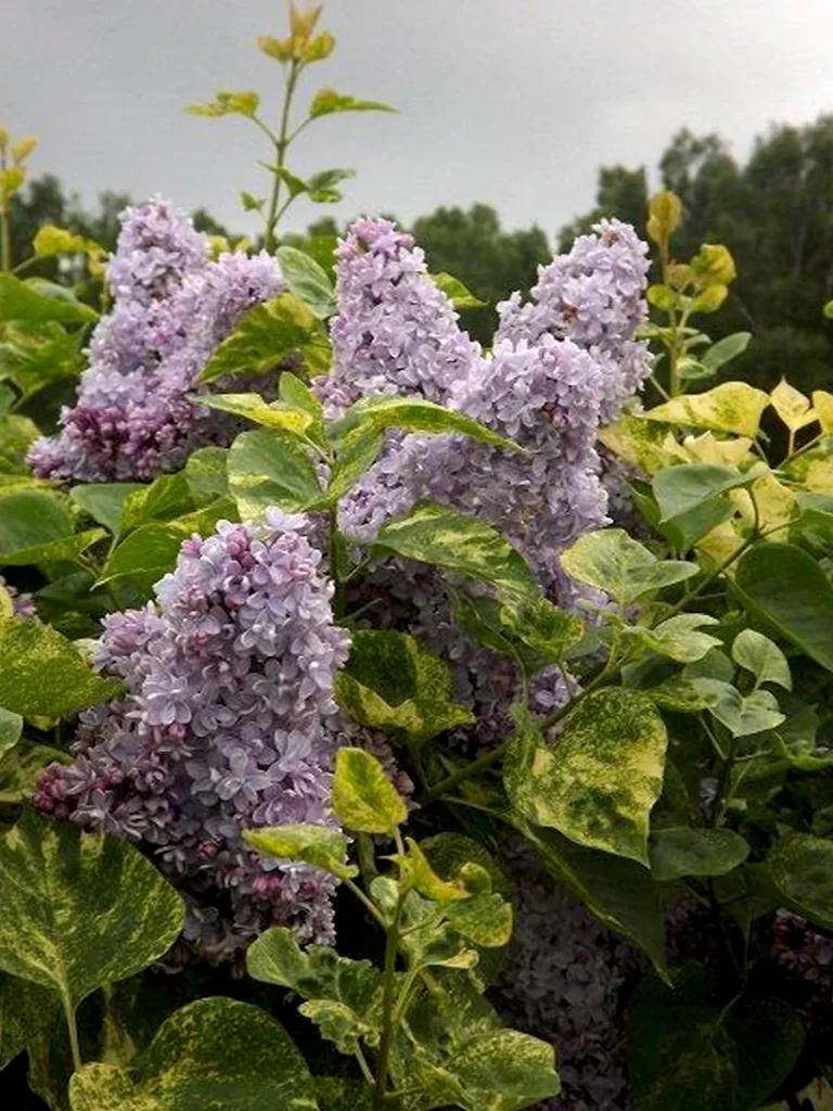 Сирень обыкновенная Аукубафолия (Syringa vulgaris 'Aucubaefolia')