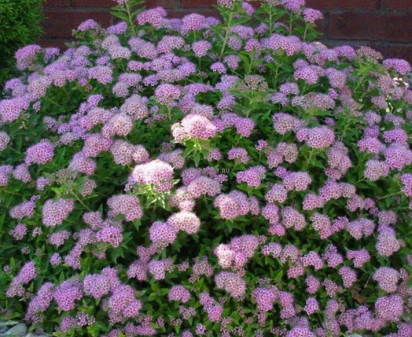 Спирея японская Литтл Принцесс (Spiraea japonica 