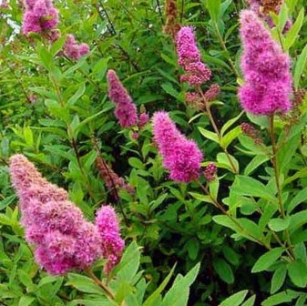 Спирея Дугласа (Spiraea douglasii)