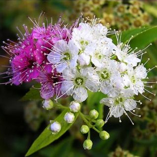 Спирея японская низкая (Spiraea japonica)