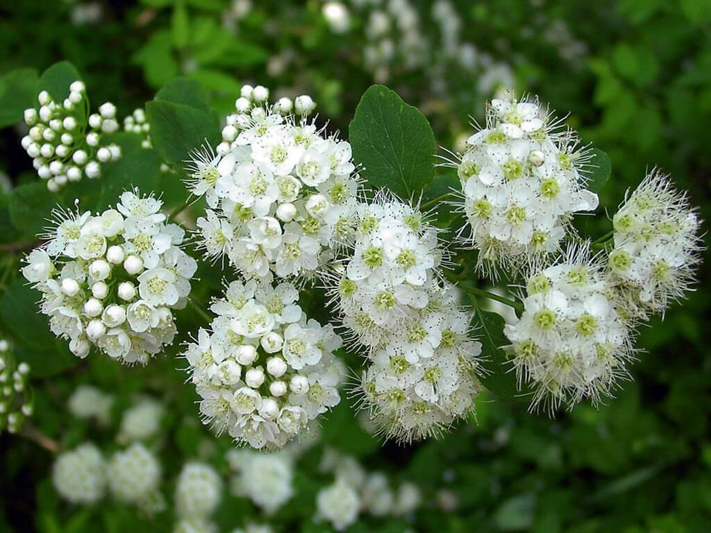 Спирея японская низкая (Spiraea japonica)