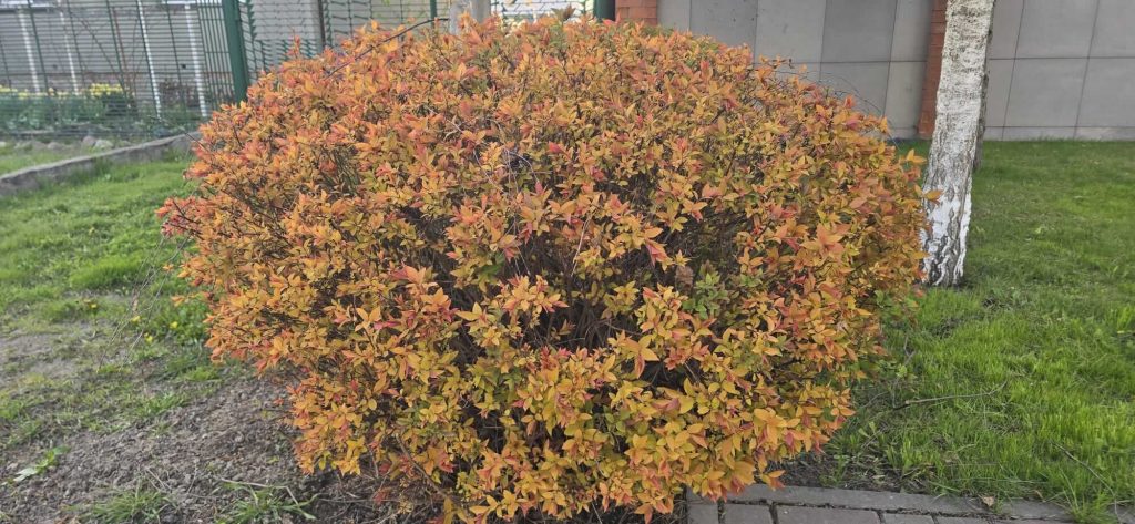 Спирея японская 'Голдфлейм' – Spiraea japonica 'Goldflame'