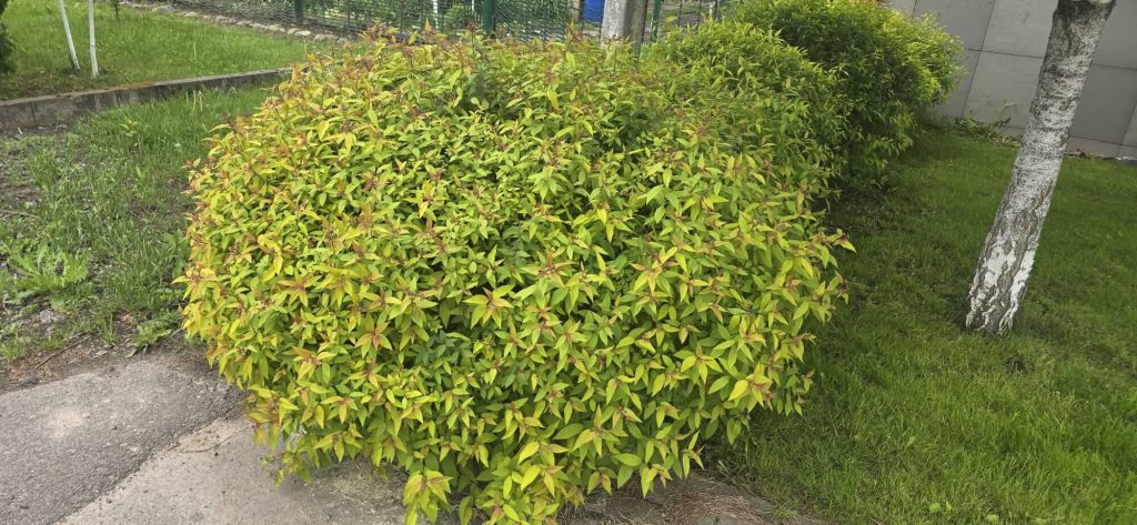 Спирея японская 'Голдфлейм' – Spiraea japonica 'Goldflame'