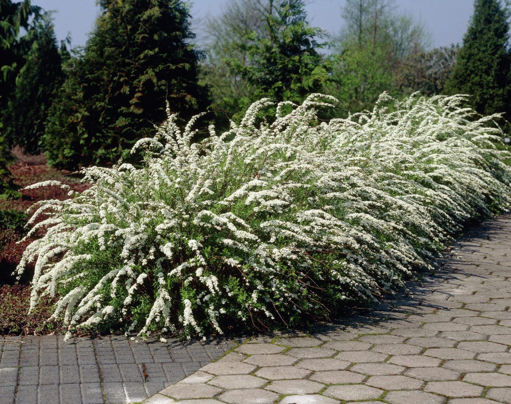 Спирея серая Грефшейм (Spiraea cinerea ‘Grefsheim’)