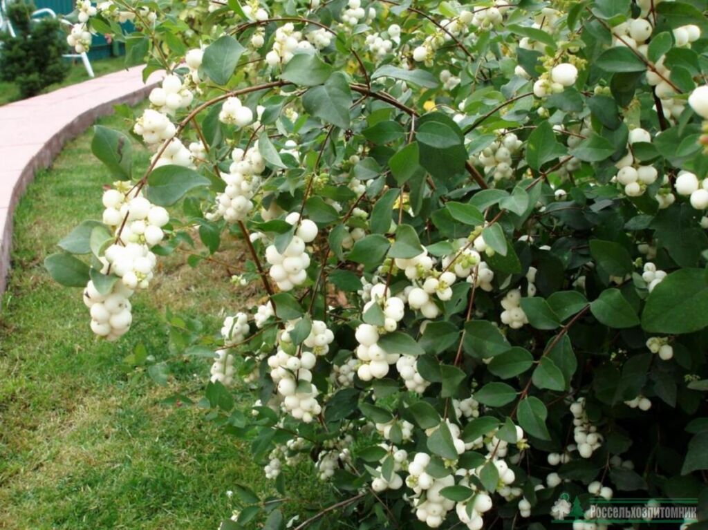 Снежноягодник белый (Symphoricarpos albus)