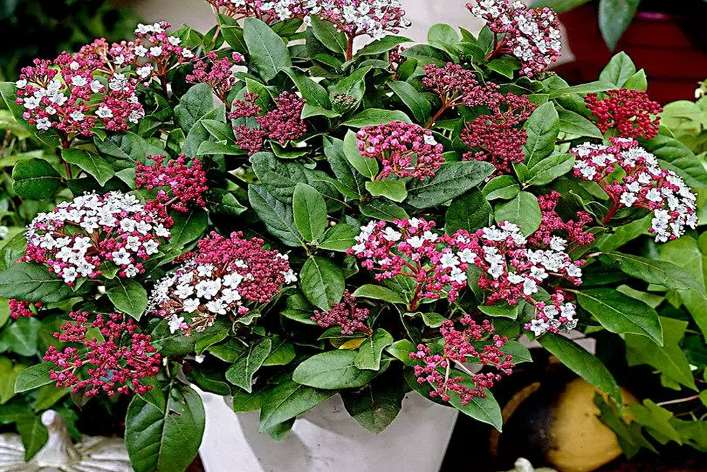 Калина вечнозеленая Гвенллиан (Viburnum tinus ‘Gwenllian’)