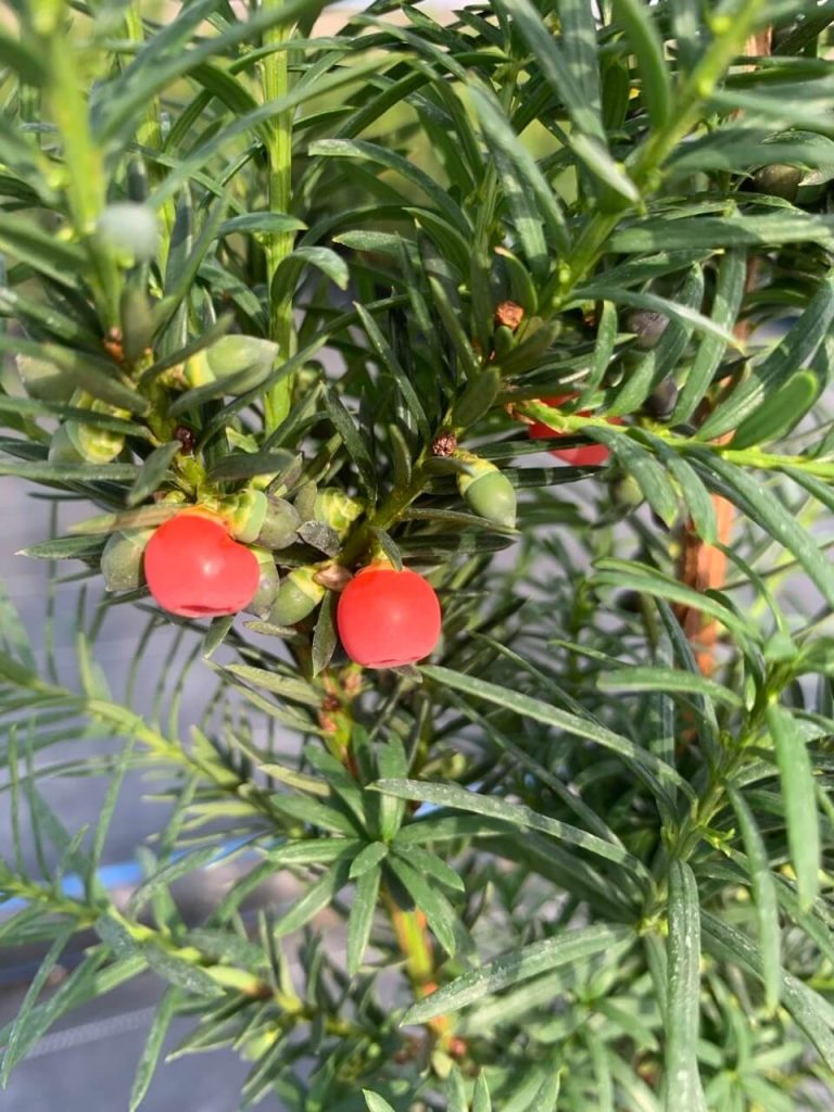 Тис средний 'Хикси' – Taxus media 'Hicksii'