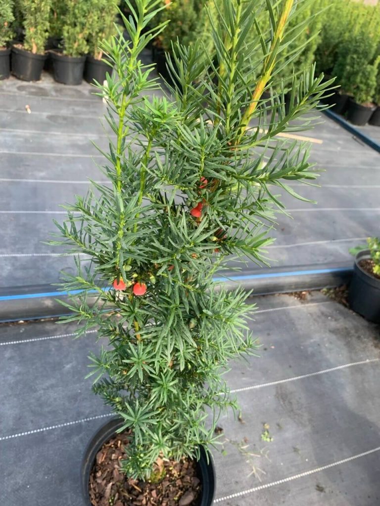 Тис средний 'Хикси' – Taxus media 'Hicksii'