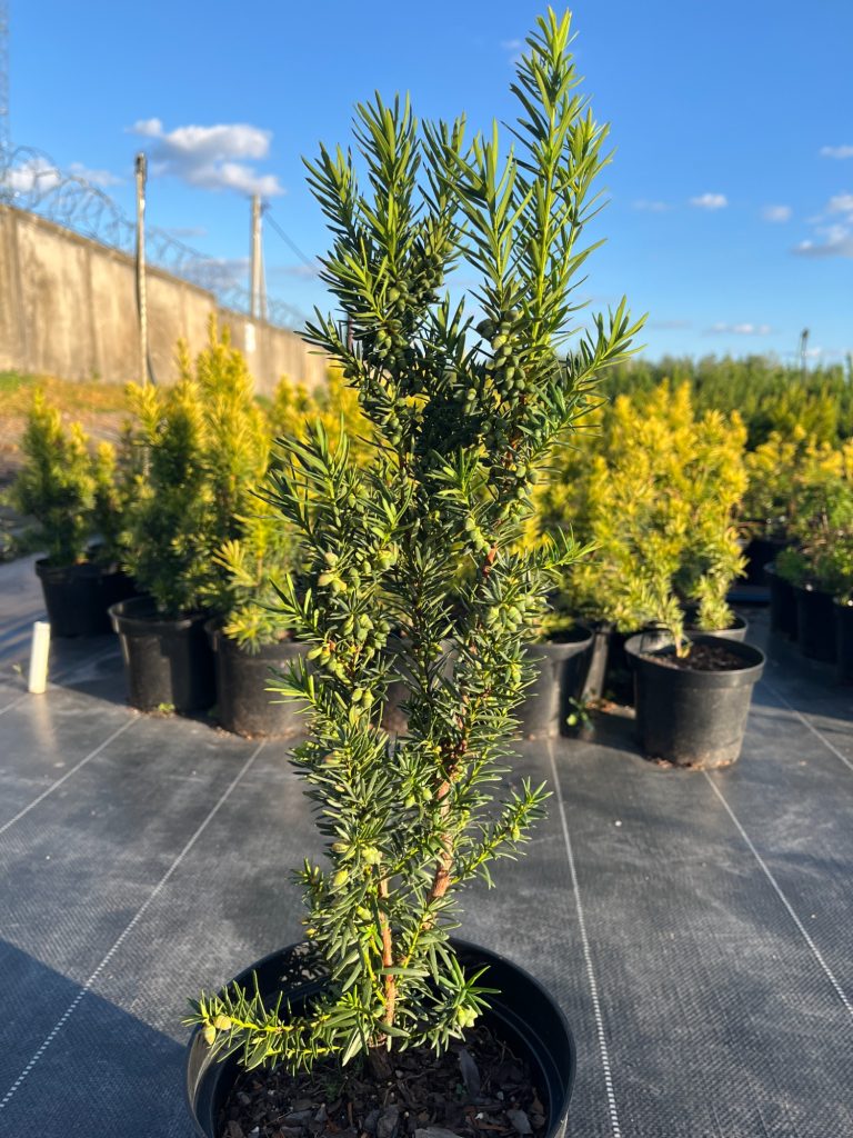 Тис средний 'Хикси' – Taxus media 'Hicksii'