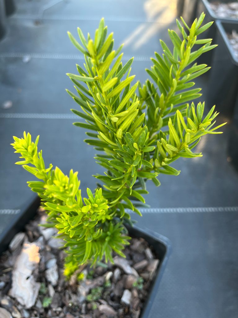 Тис ягодный 'Давид' – Taxus b. 'David'