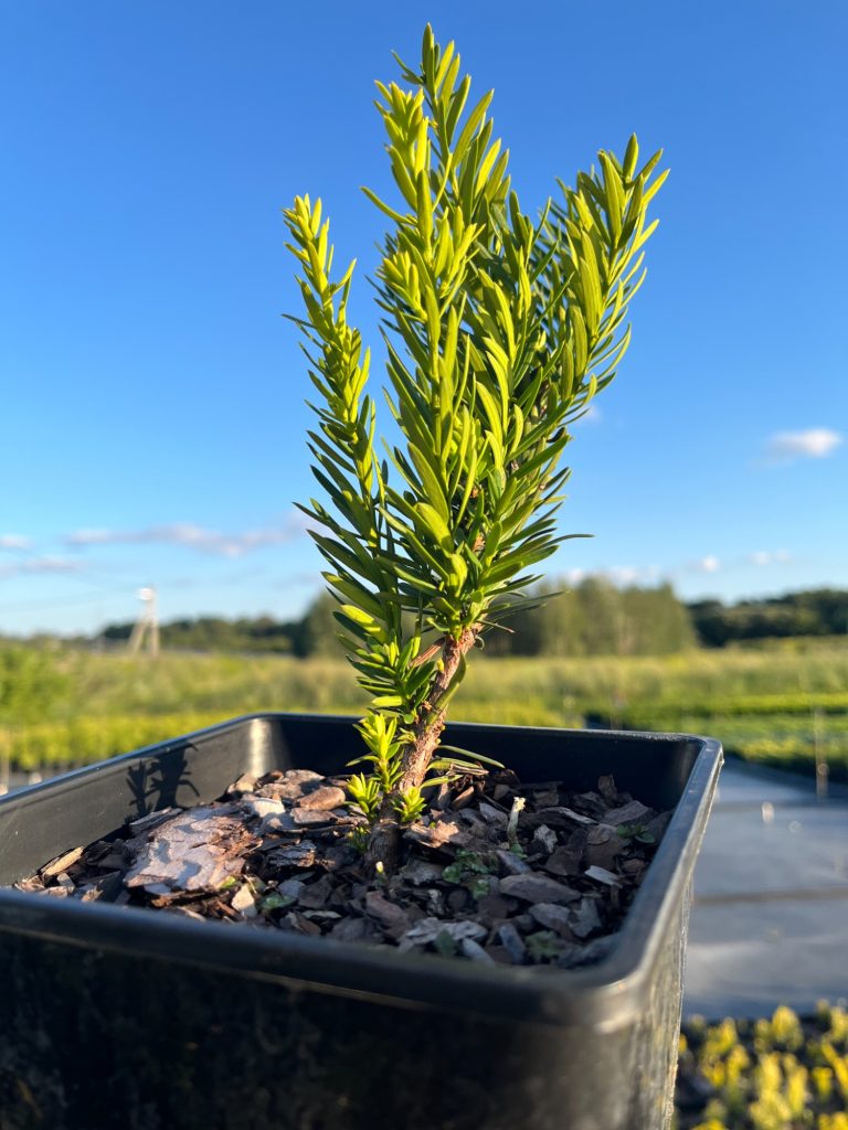 Тис ягодный 'Давид' – Taxus b. 'David'