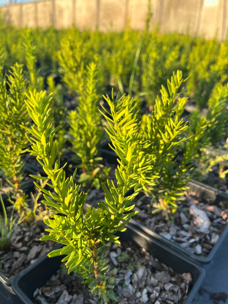 Тис ягодный 'Давид' – Taxus b. 'David'