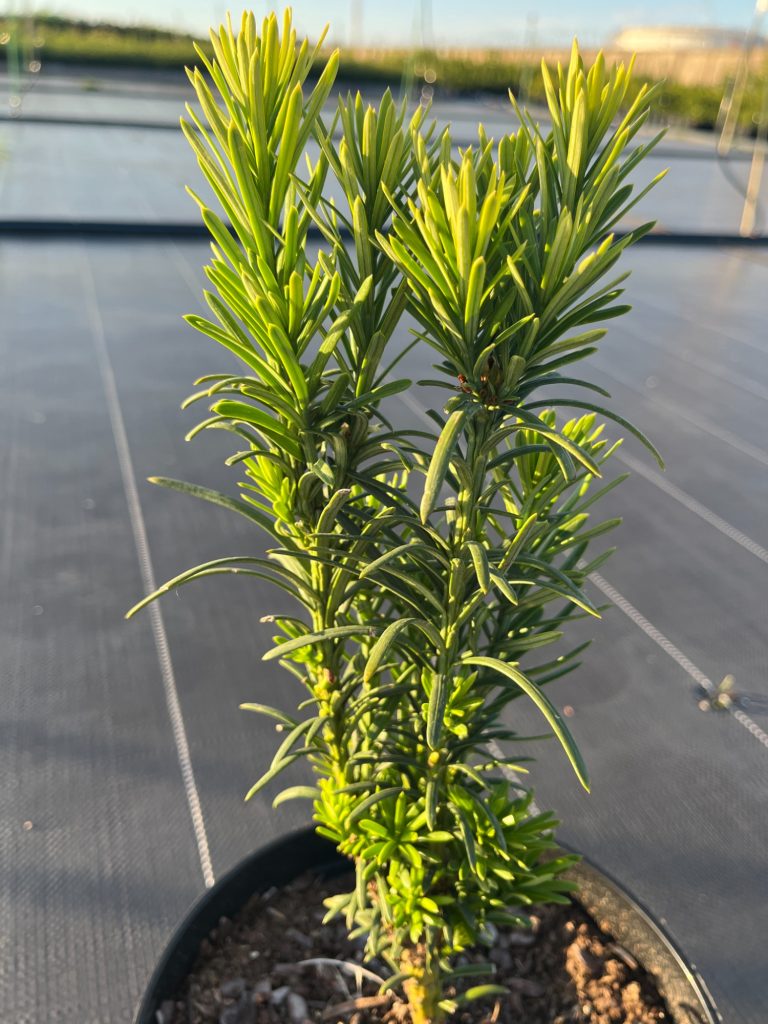 Тис ягодный 'Фастигиата Робуста' – Taxus b. 'Fastigiata Robusta'