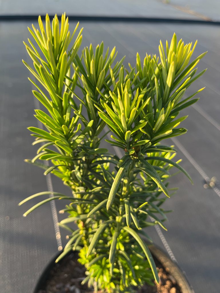Тис ягодный 'Фастигиата Робуста' – Taxus b. 'Fastigiata Robusta'