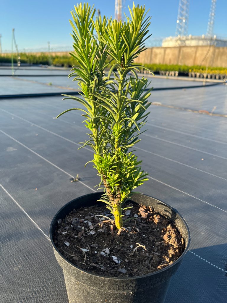 Тис ягодный 'Фастигиата Робуста' – Taxus b. 'Fastigiata Robusta'