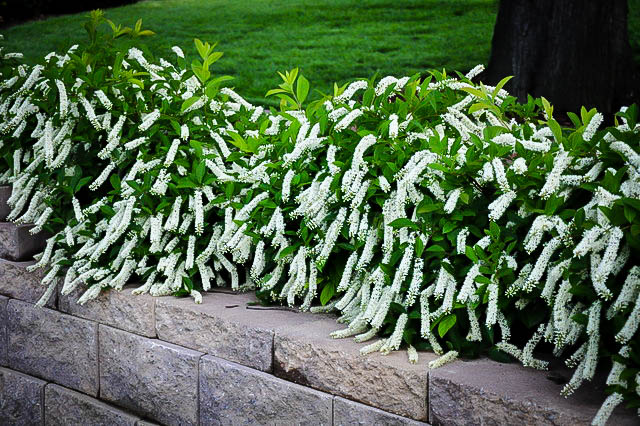 Итея виргинская Генрис Гарнет (Itea virginica ‘Henry’s Garnet’)