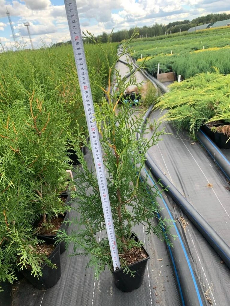 Туя западная 'Брабант' – Thuja occ. 'Brabant'