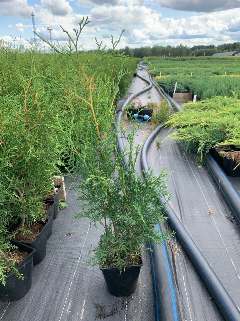 Туя западная 'Брабант' – Thuja occ. 'Brabant'