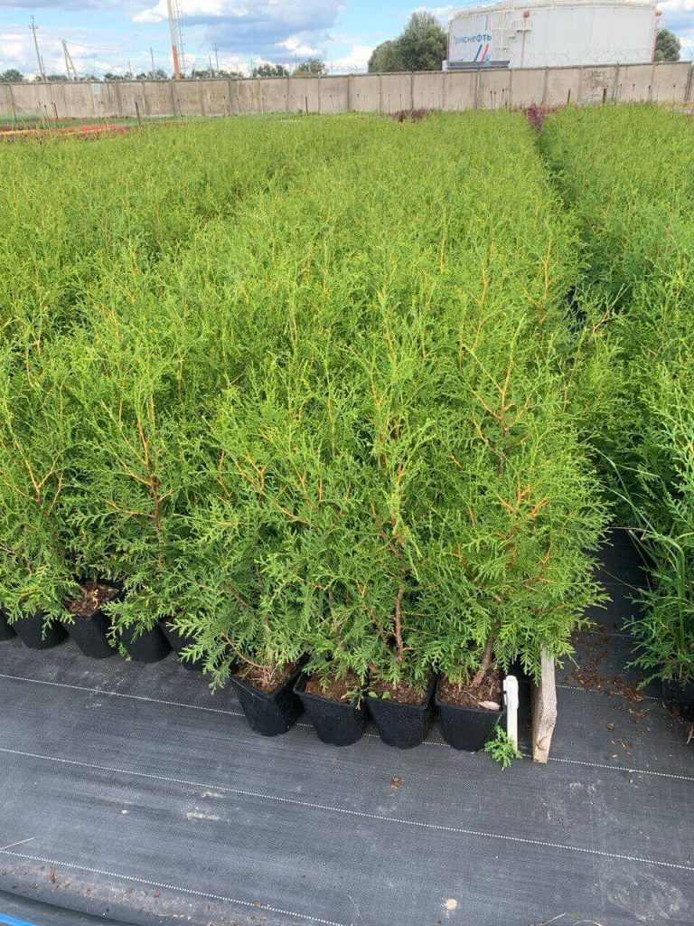 Туя западная 'Брабант' – Thuja occ. 'Brabant'