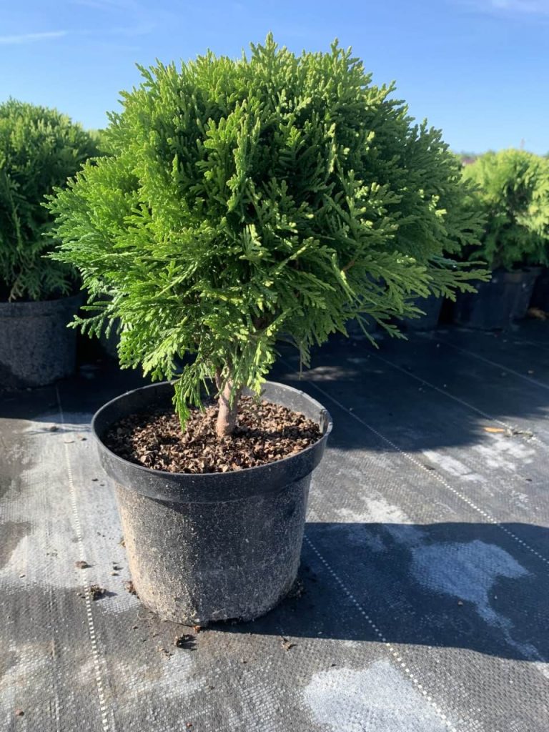 Туя западная 'Даника' – Thuja occ. 'Danica'