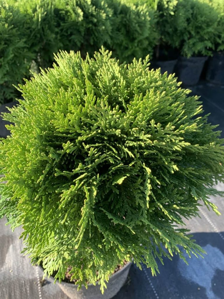 Туя западная 'Даника' – Thuja occ. 'Danica'