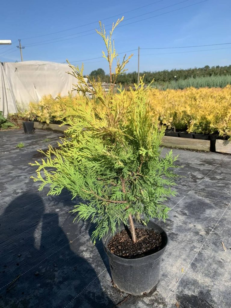 Туя западная 'Еллоу Риббон' – Thuja occ. 'Yellow Ribbon'