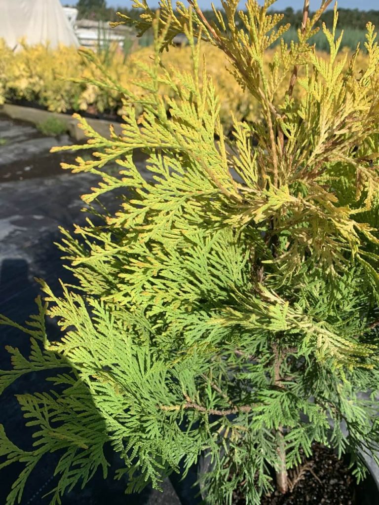 Туя западная 'Еллоу Риббон' – Thuja occ. 'Yellow Ribbon'