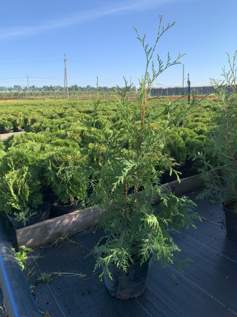 Туя западная 'Фрисландия' – Thuja occ. 'Frislandia'