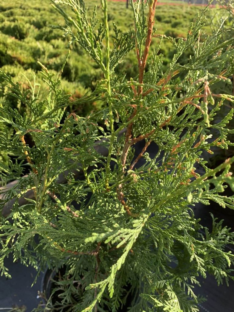 Туя западная 'Фрисландия' – Thuja occ. 'Frislandia'