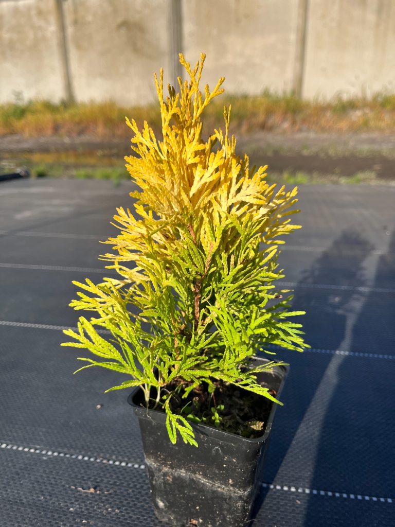 Туя западная 'Голден Смарагд' – Thuja occ. ‘Golden Smaragd’