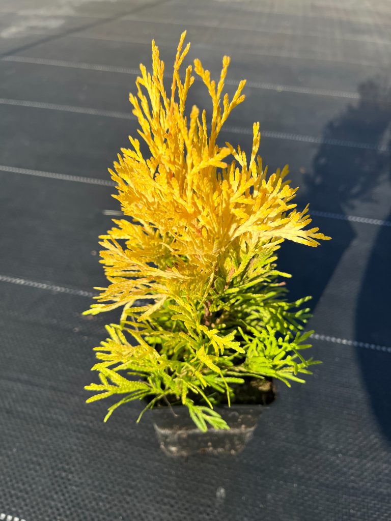Туя западная 'Голден Смарагд' – Thuja occ. ‘Golden Smaragd’