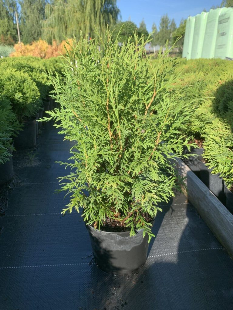 Туя западная 'Литл Чемпион' – Thuja occ. 'Little Champion'