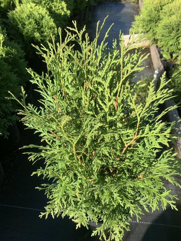 Туя западная 'Литл Чемпион' – Thuja occ. 'Little Champion'