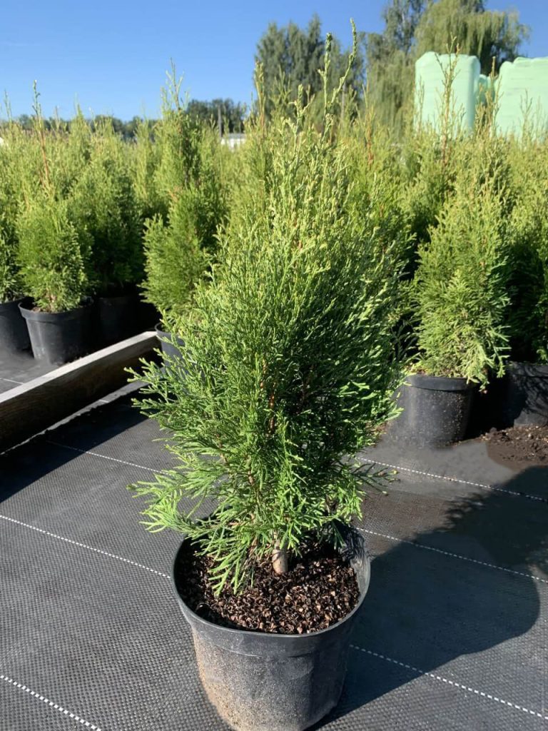Туя западная 'Смарагд Лайт' – Thuja occ. 'Smaragd Light'®