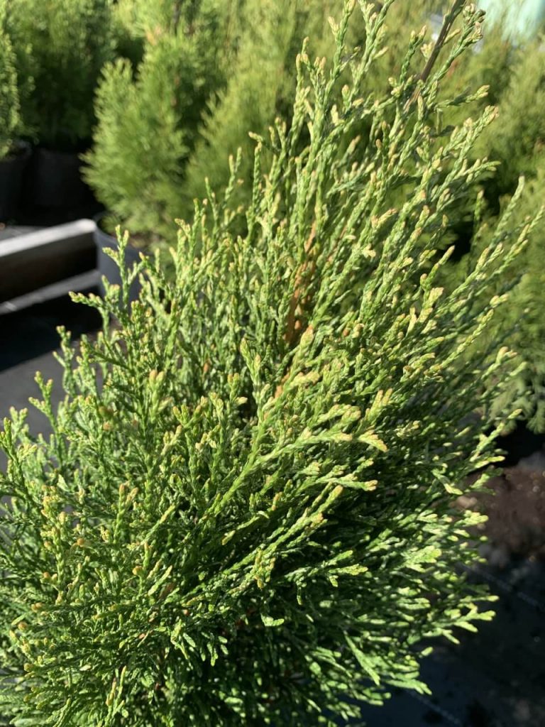 Туя западная 'Смарагд Лайт' – Thuja occ. 'Smaragd Light'®
