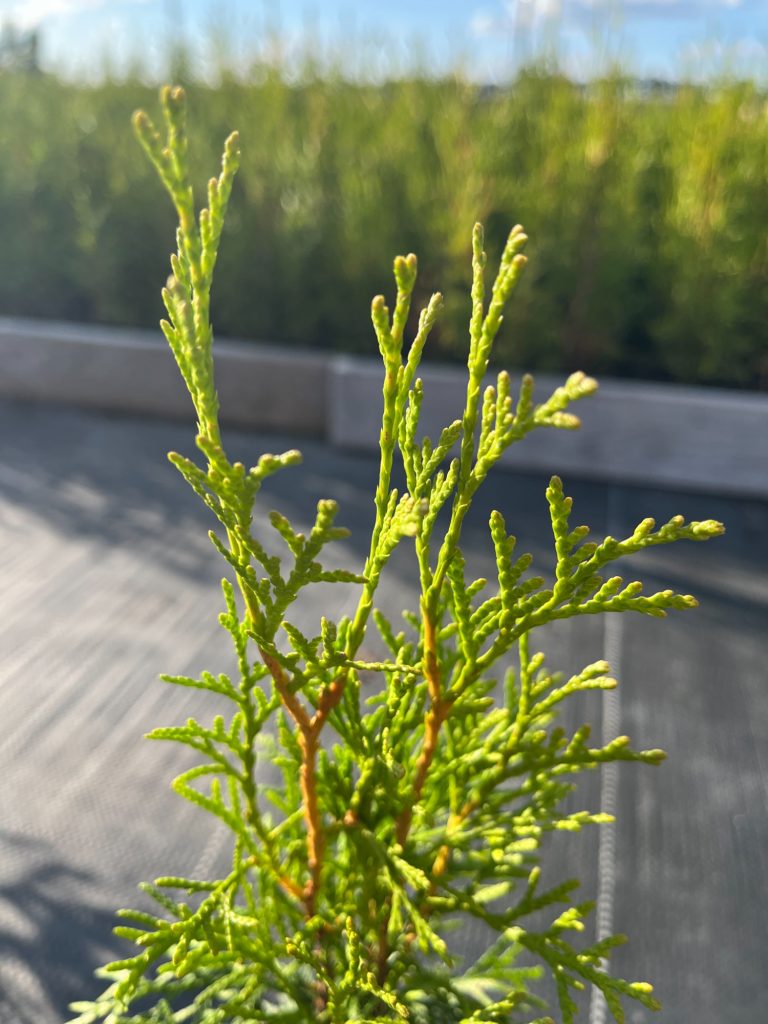 Туя западная 'Смарагд' – Thuja occ. 'Smaragd'