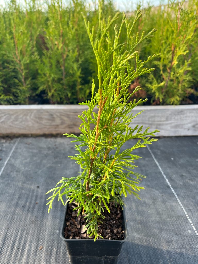 Туя западная 'Смарагд' – Thuja occ. 'Smaragd'