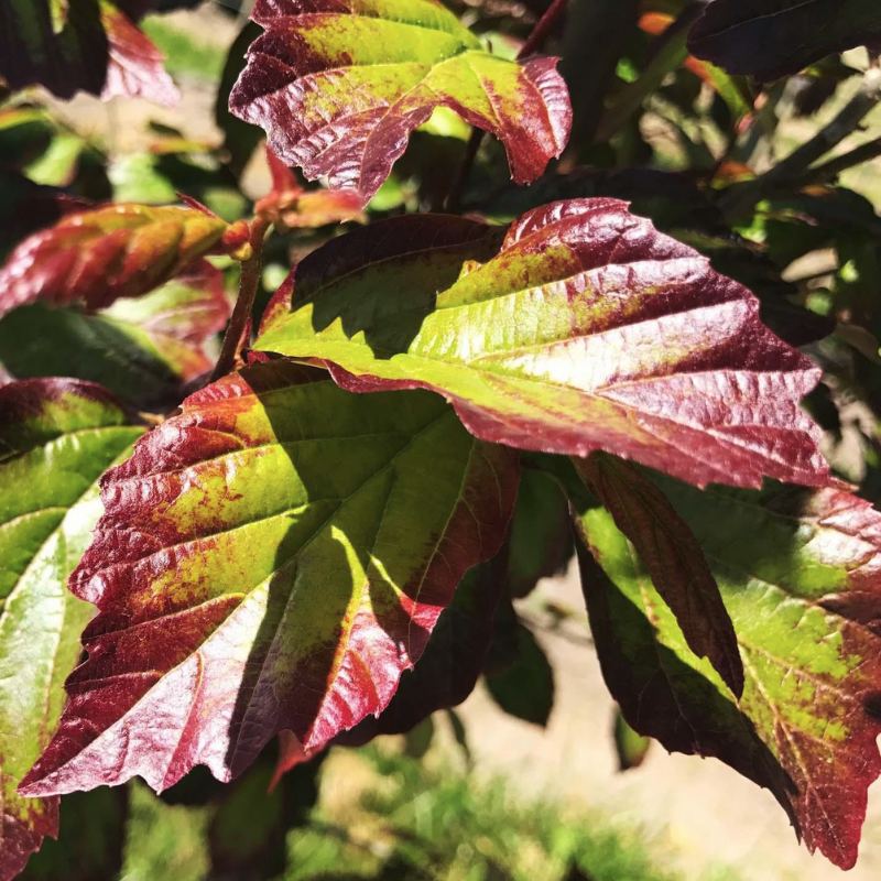 Парротия персидская Персиан Спаер (Parrotia persica 'Persian Spire' PBR)