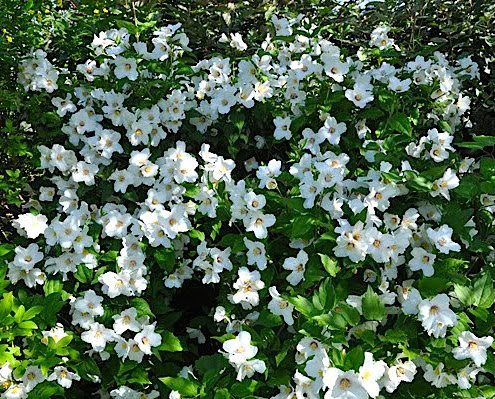 Чубушник гибридный Бель Этуаль (Philadelphus ‘Belle Etoile’)