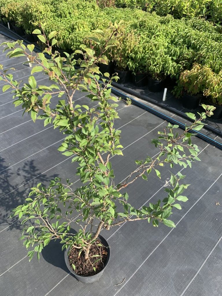 Вишня японская 'Коджо-но-май' – Prunus incisa 'Kojou-no-mai'
