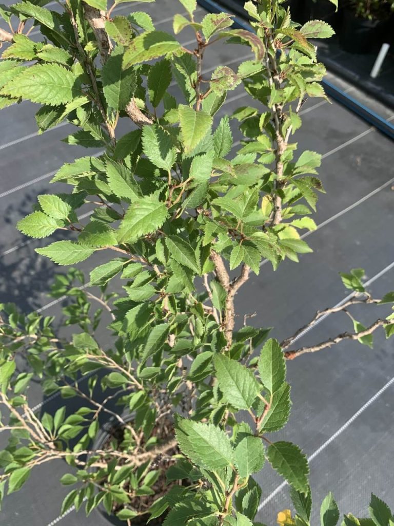 Вишня японская 'Коджо-но-май' – Prunus incisa 'Kojou-no-mai'