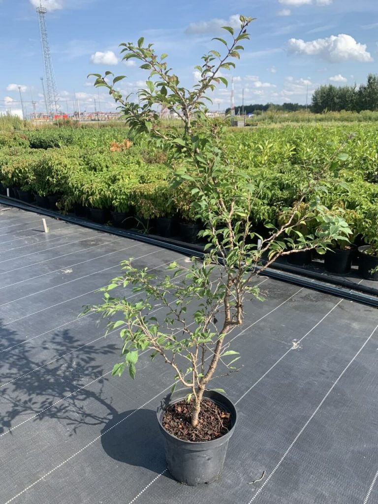 Вишня японская 'Коджо-но-май' – Prunus incisa 'Kojou-no-mai'