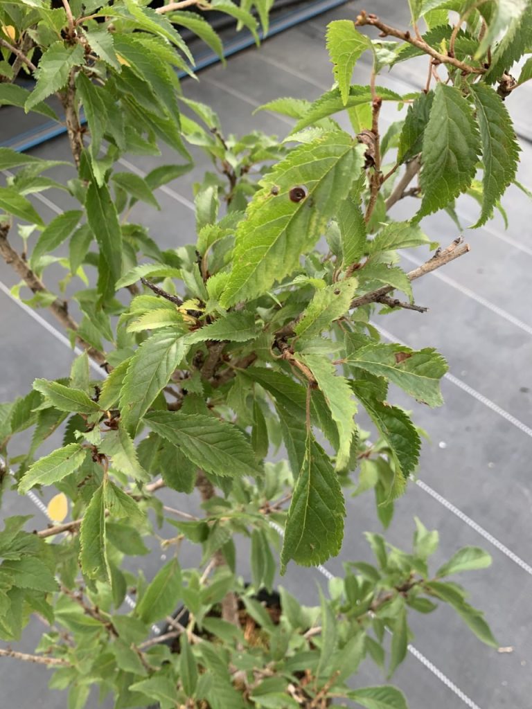 Вишня японская 'Ошидори' – Prunus incisa 'Oshidori'