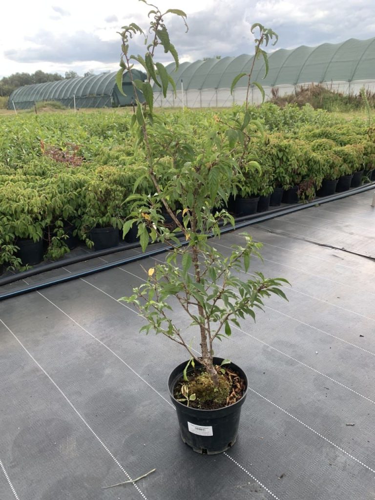 Вишня японская 'Ошидори' – Prunus incisa 'Oshidori'