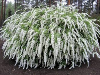 Спирея серая Грефшейм (Spiraea cinerea ‘Grefsheim’)
