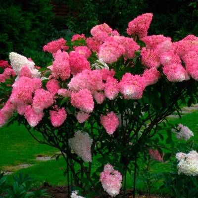 Гортензия метельчатая Фрайз Мельба (Hydrangea pan. ‘Fraise Melba’PBR)