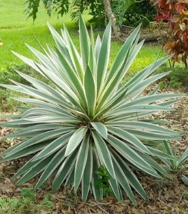 Юкка нитчатая Айвори Тауэр (Yucca flaccida 'Ivory Tower')