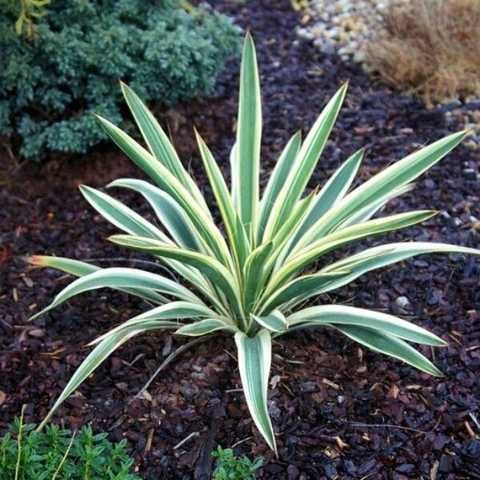Юкка нитчатая Айвори Тауэр (Yucca flaccida 'Ivory Tower')