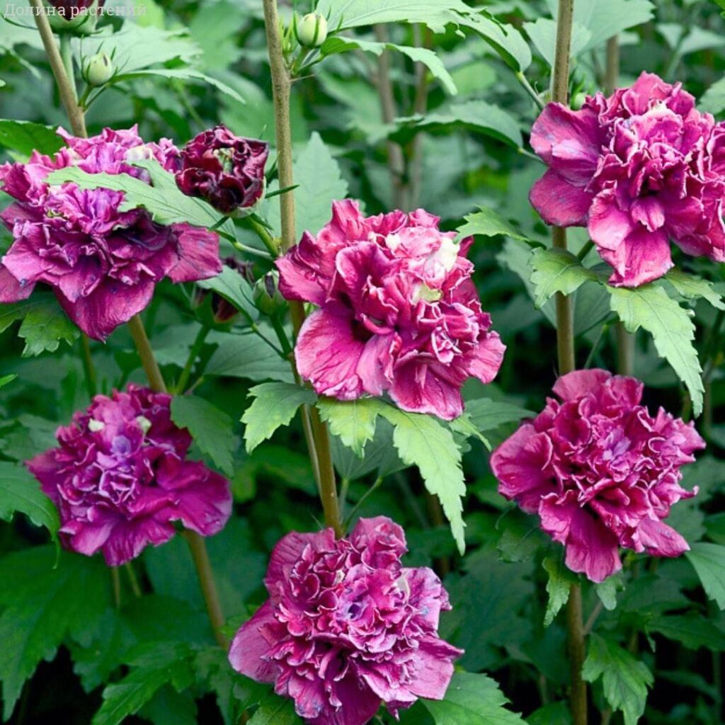 Гибискус сирийский Френч Кабарет Ред (Hibiscus syr. ‘French Cabaret’® Red)