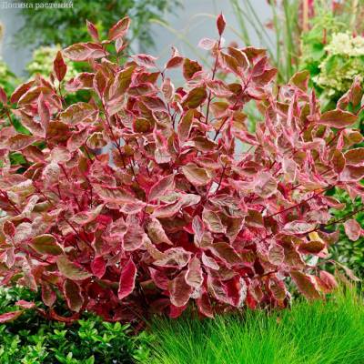 Дерен белый Миракл (Cornus alba ‘Miracle’ PBR)
